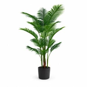 Areca Palm