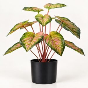 Signature Colored Taro Plant- 40 cm