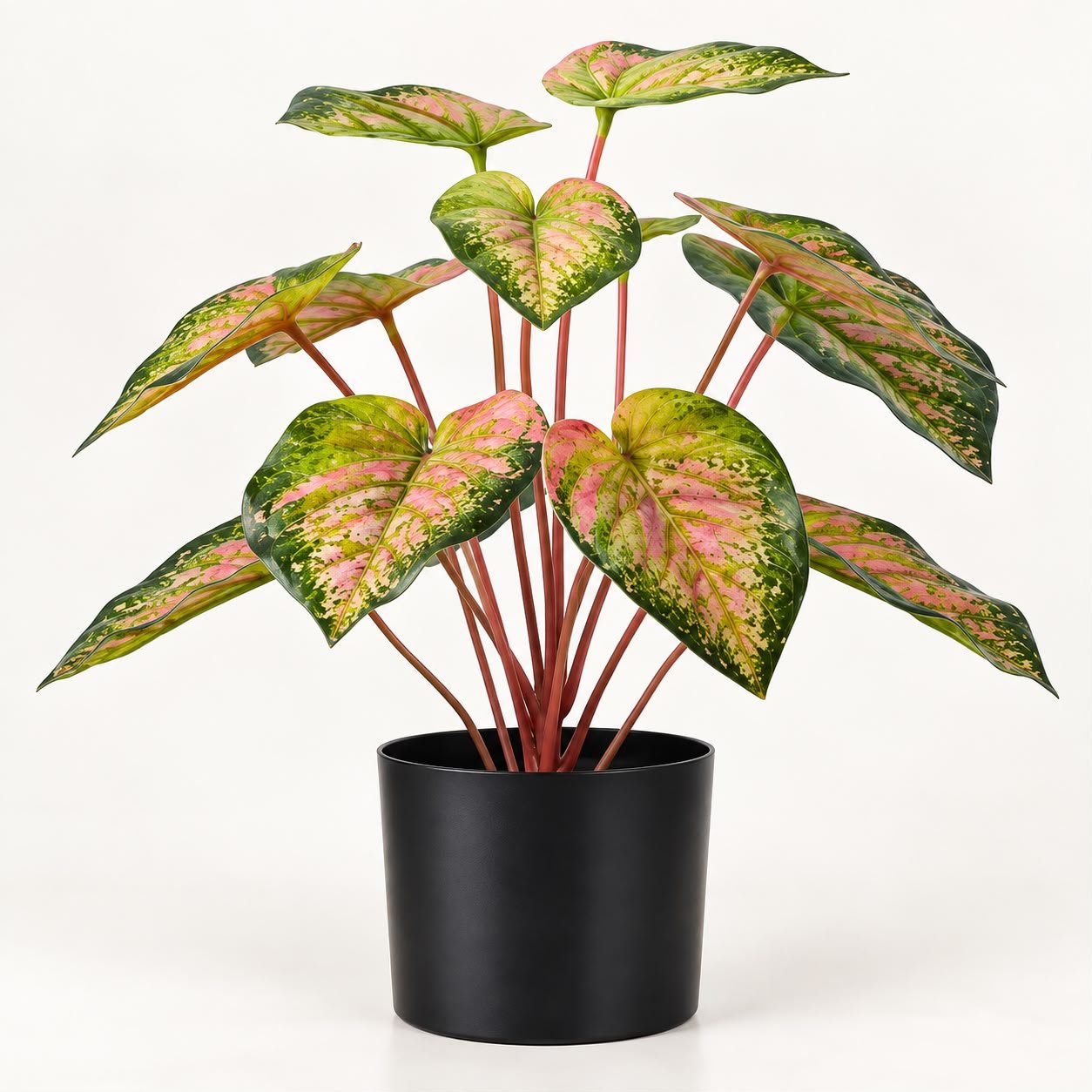 Signature Colored Taro Plant- 40 cm