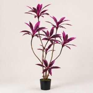 Dracaena Luxe Indoor Greenery