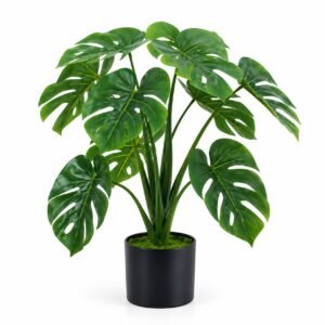 Evergreen Monstera Plant - 60 cm