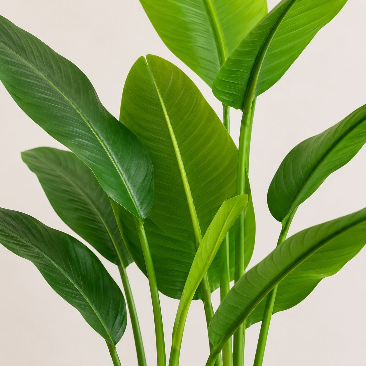 Travellers Palm-Lush Tropical Statement Plant - Image 2