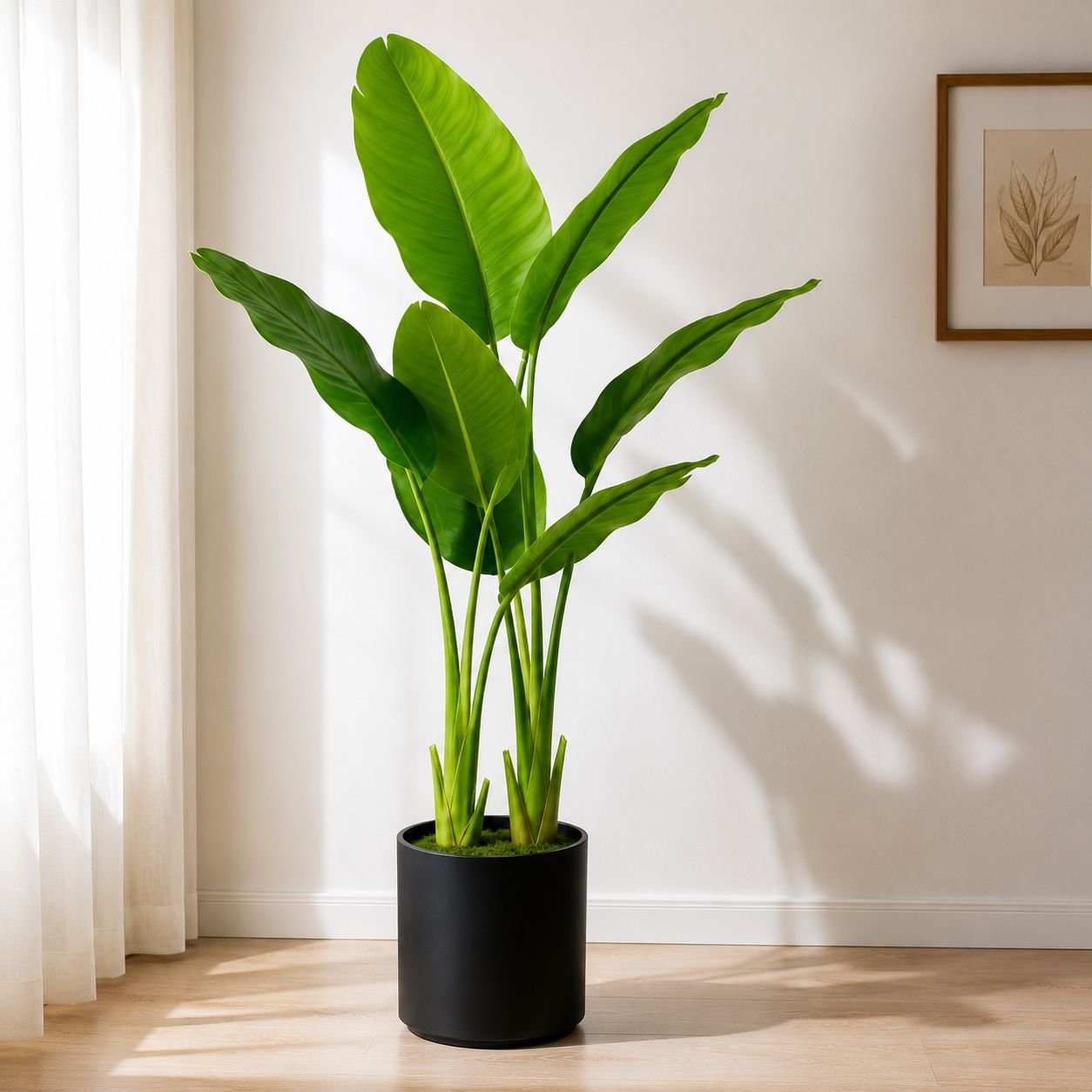 Travellers Palm-Lush Tropical Statement Plant - Image 3
