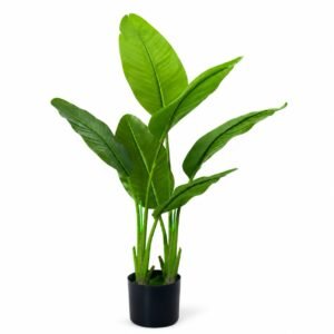 Travellers Palm-Lush Tropical Statement Plant