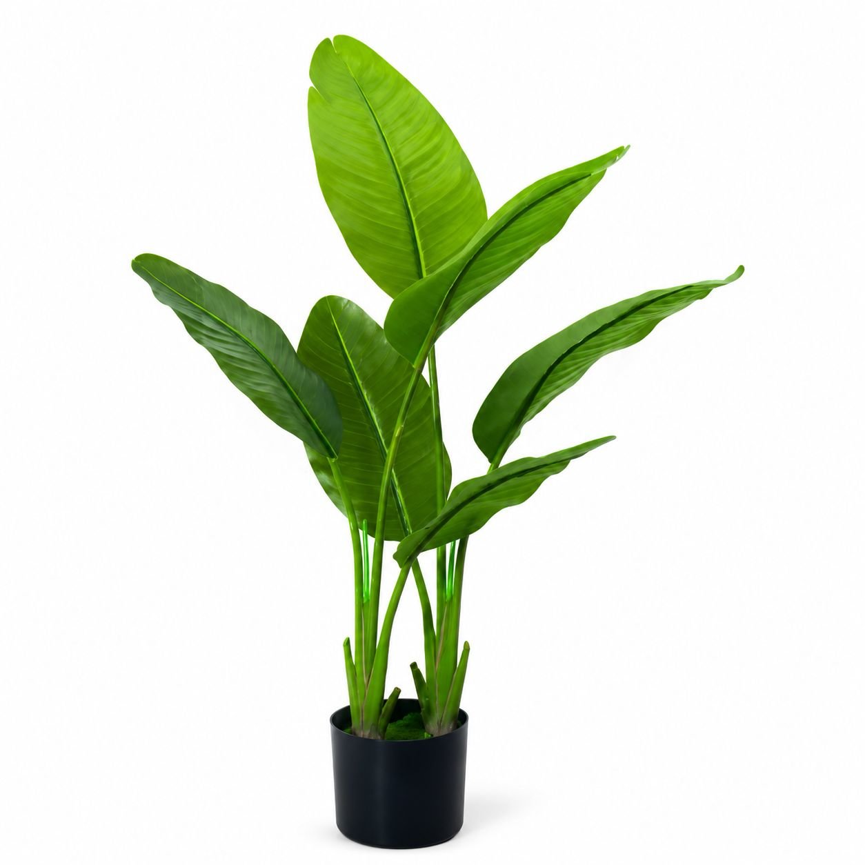 Travellers Palm-Lush Tropical Statement Plant